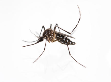 Aedes aegypti, or more commonly, the yellow fever mosquito.